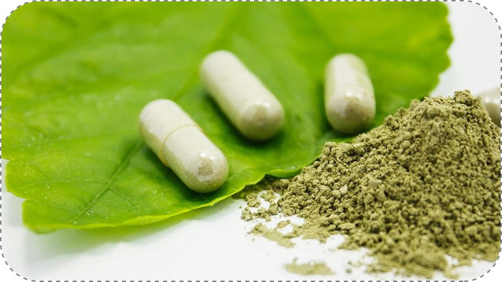 Herbal medicine in capsule with green holy basil leaf herb