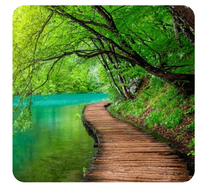 A forest view in front of a wooden bridge